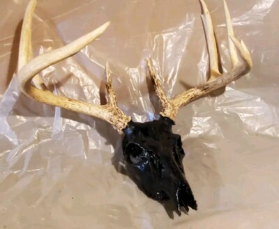 Hydro-dipped 10 Point Whitetail  Buck Skull -image