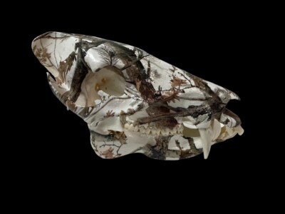 Trophy Size Awesome COLLARED PECCARY/JAVELINA Snow - Camo dipped Full Skull,-image