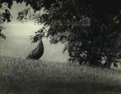 1980 Press Photo Pheasant at Madison Park Golf Course on Milwaukee's NW Side-image