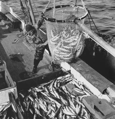 Fishermen using large dip net to transfer mackerel nets to deck fis- Old Photo-image