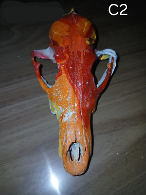 Authentic Hydro Dipped Coyote Skull (C2)-image