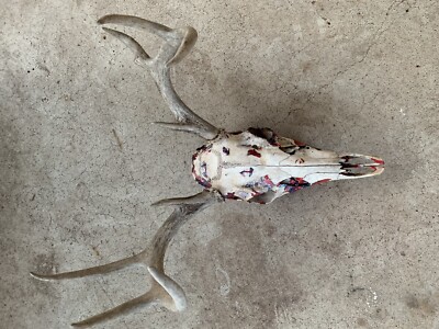 Real Hydro dipped deer skull with Antlers-image