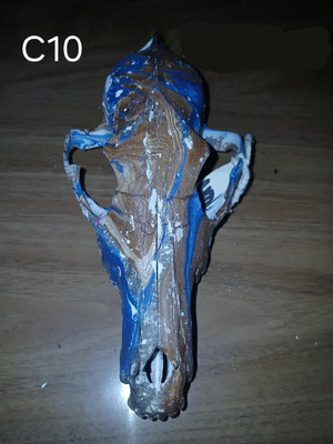 Authentic Hydro dipped Coyote Skulls (C10)-image