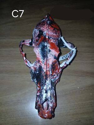 Authentic Hydro Dipped Coyote Skull (C7)-image