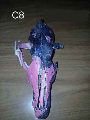 Authentic Hydro Dipped Coyote Skull (C8)-image